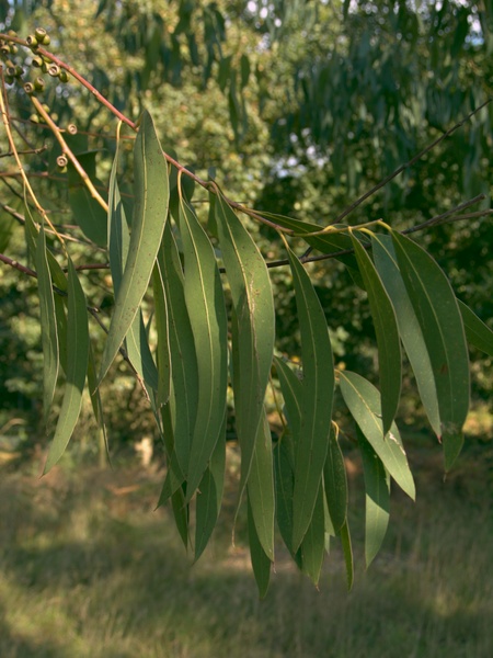 Eucalyptus periniana